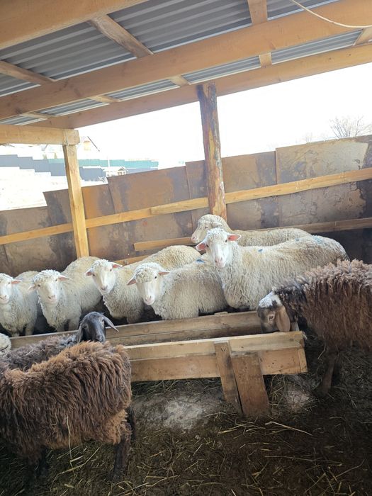 Кой сатамын байланган