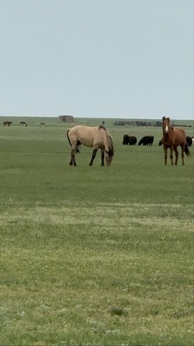 Мугалжар айгыр сатылады