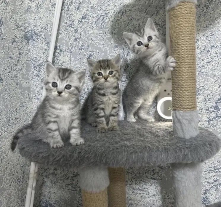 •Шикарные Котята