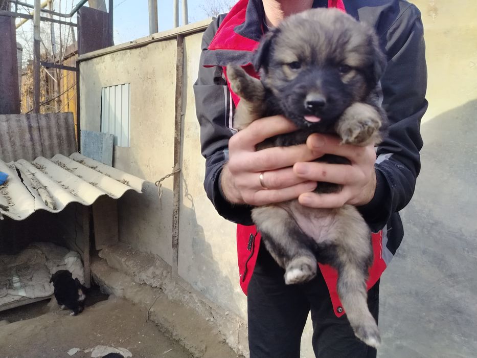 Отдам щенков в добрые руки