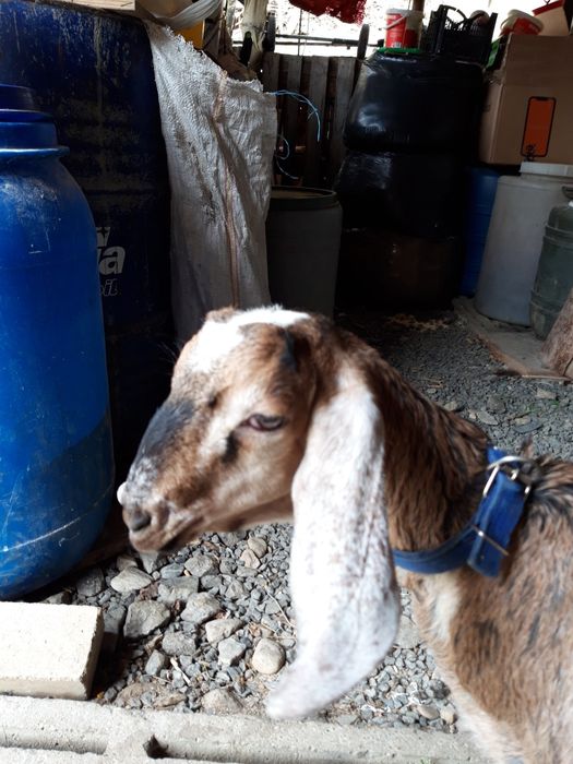 Țăpișor capre anglonubiene