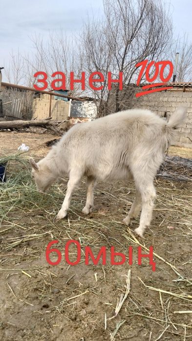 Таза қанды ешкілер