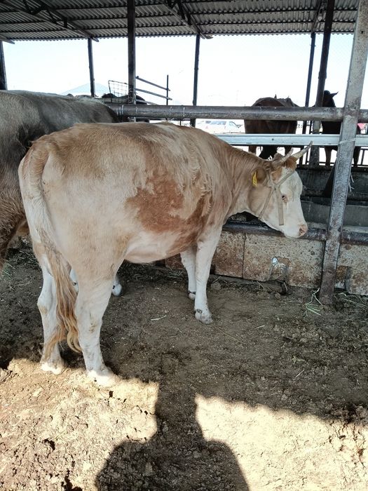 Кунажын дөнежін семіз