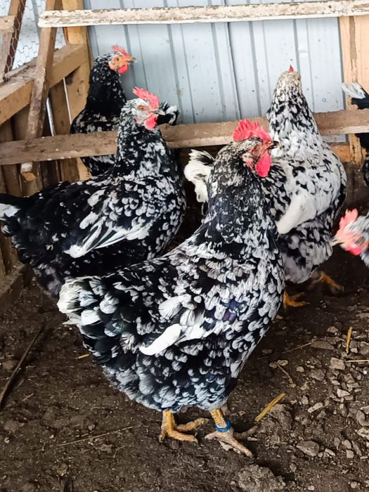 Ouă incubat găini pita pinta bobat