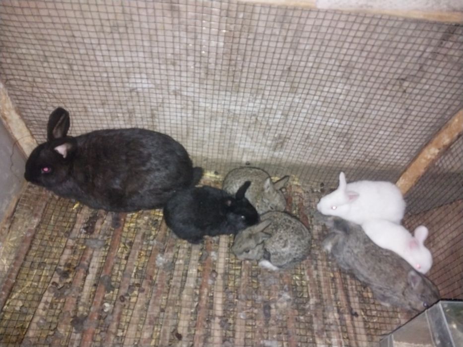 Gebrid samka bollari bilan sotiladi