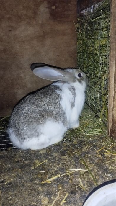 Продаются кролики