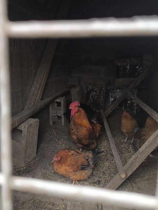 Продам Кучинского петуха