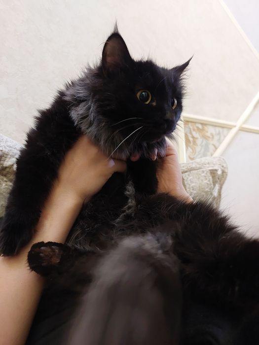Красотка кошка в добрые руки отдам