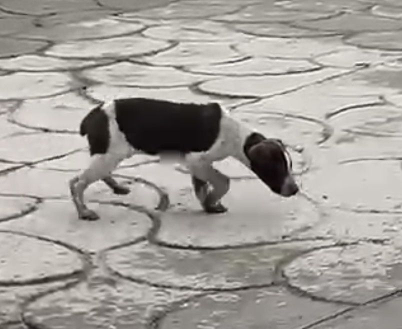 Курцхар стаффпен смес күшік