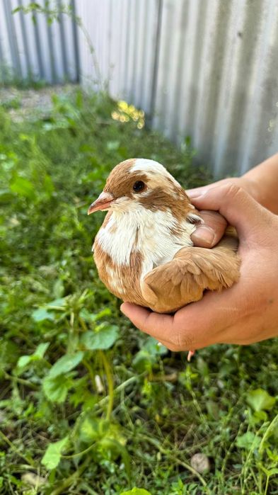 Продам голубей срочно 8 шт