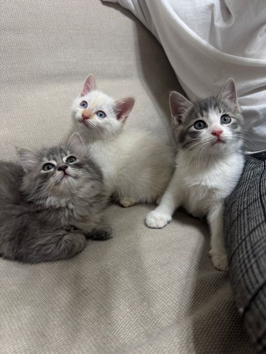 Отдаем чудесных котят