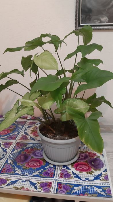 Комнатные цветы.  Сингониум