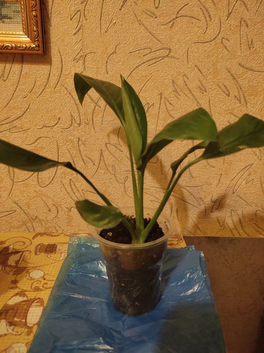 Комнатный цветок спатифиллум