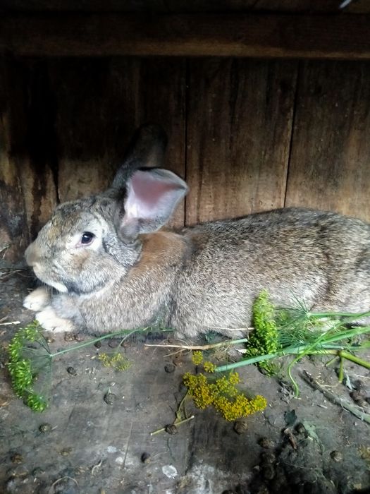 Продам  кроликов