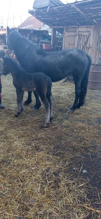 Продам лошадь с жеребенком. Стриган