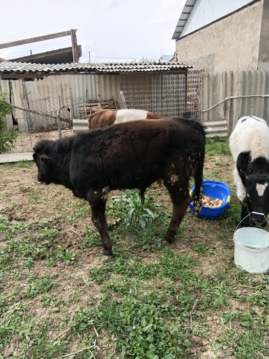 Бұқалар сатылады. Продам бычков