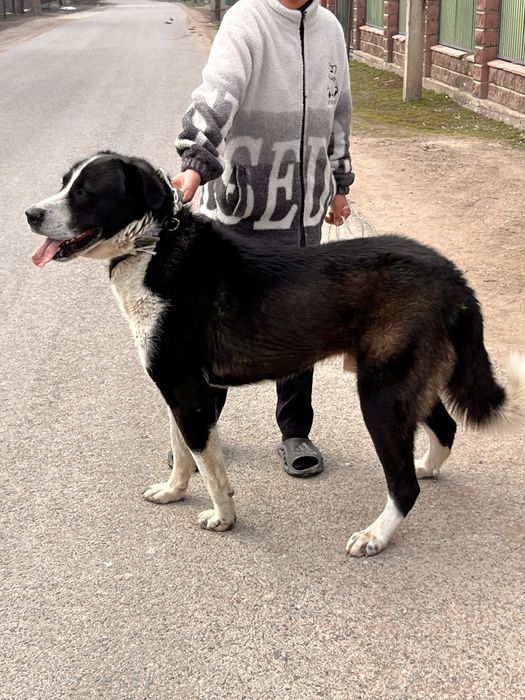 Тобет сатылады таза