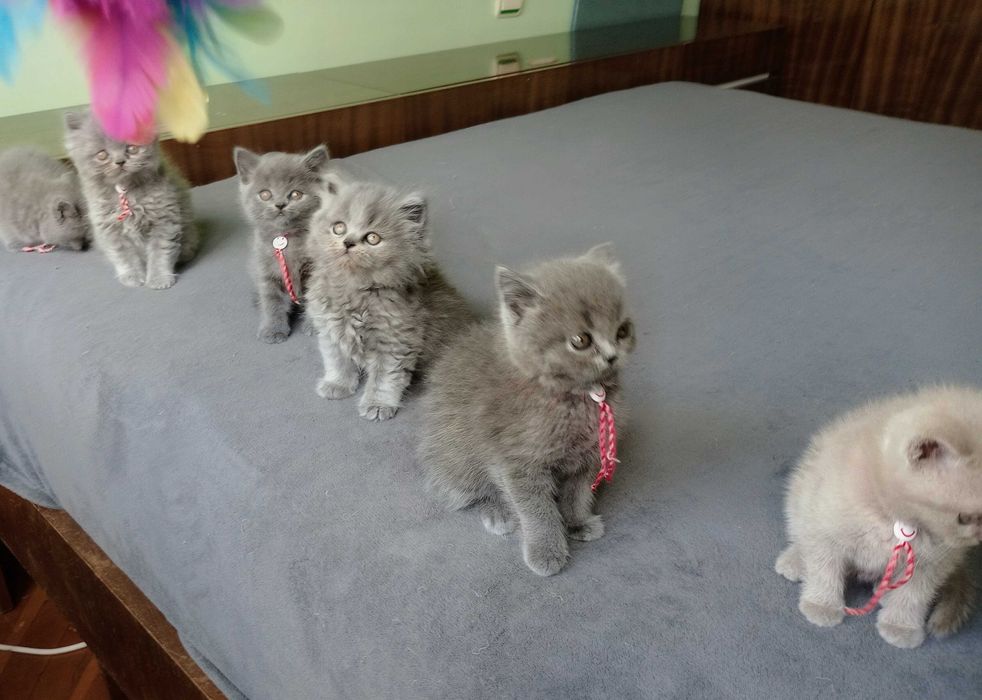 Британски котета