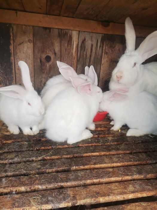 Vând iepuri belgieni, fluturi și uriaș belgian alb.