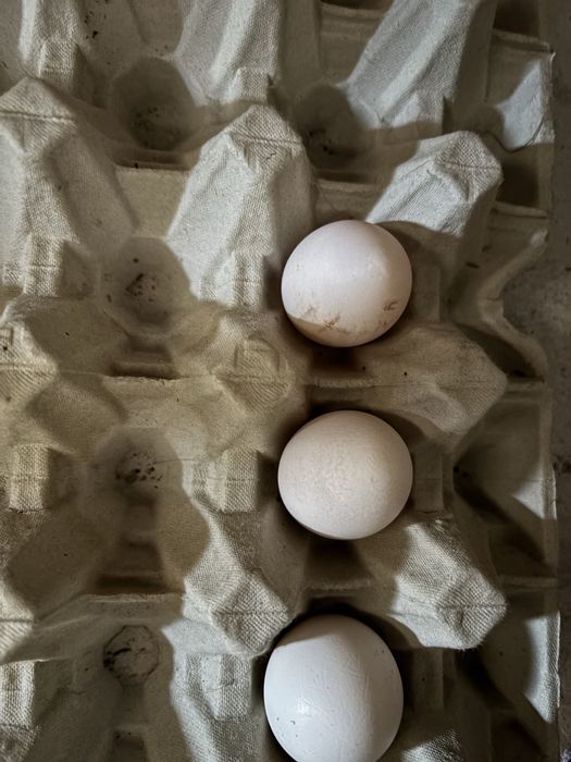 Декоратвни кокошки Холандки бантам