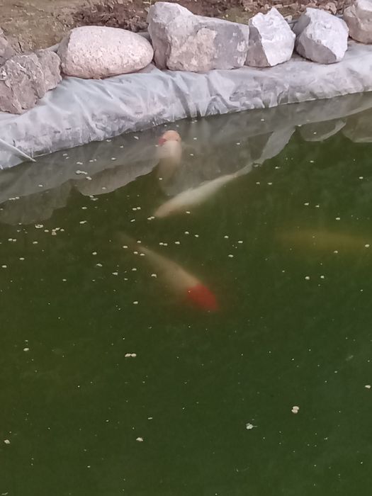 Карпы коя большие 50 см