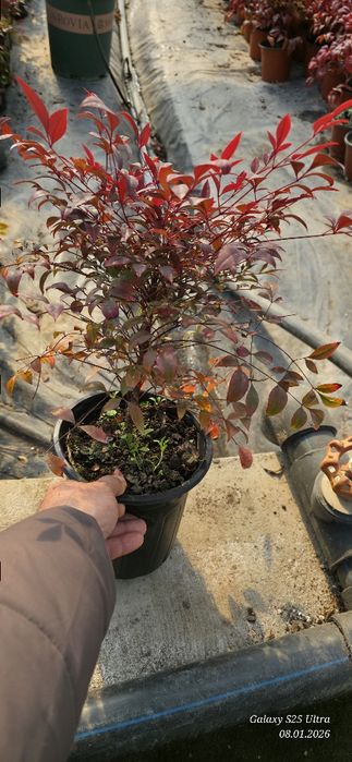 Нандина кучатлари оптом