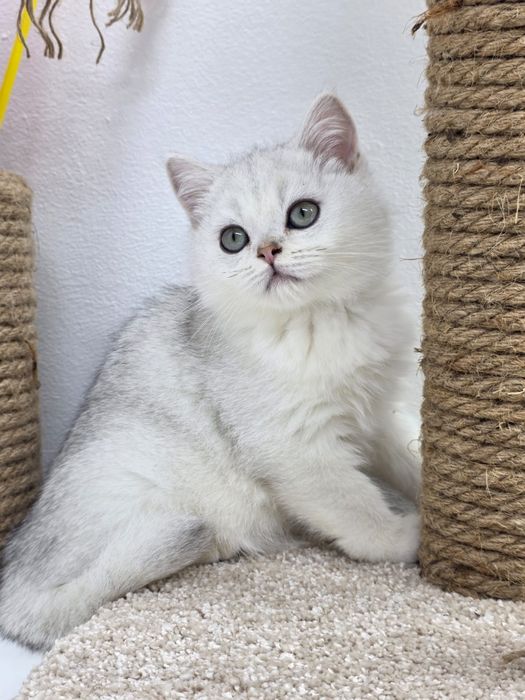 Британские девочки и мальчики