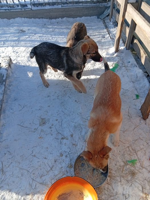 Отдам даром щенков