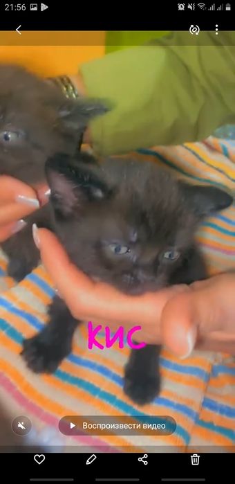 Британцы и .шотландцы