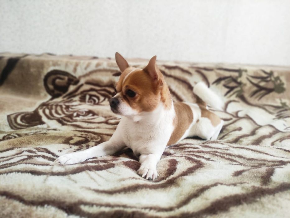 Вязка чихуахуа мальчик