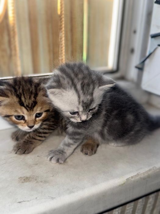 Продам котят и маму кошку