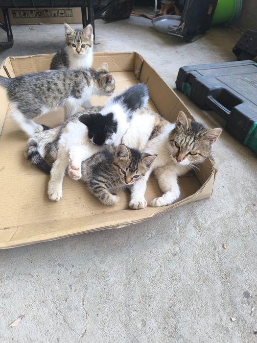 Отдам котят в хорошие руки