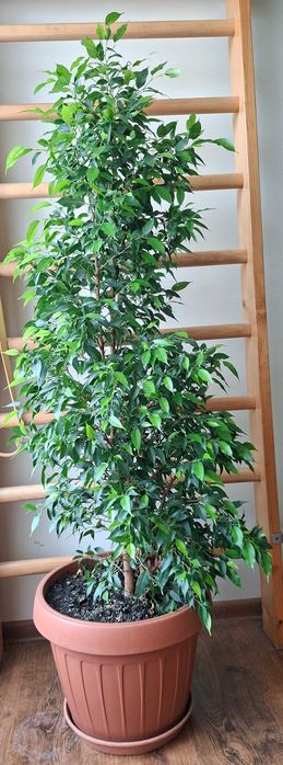 ficus benjamina mare 155 cm inaltime