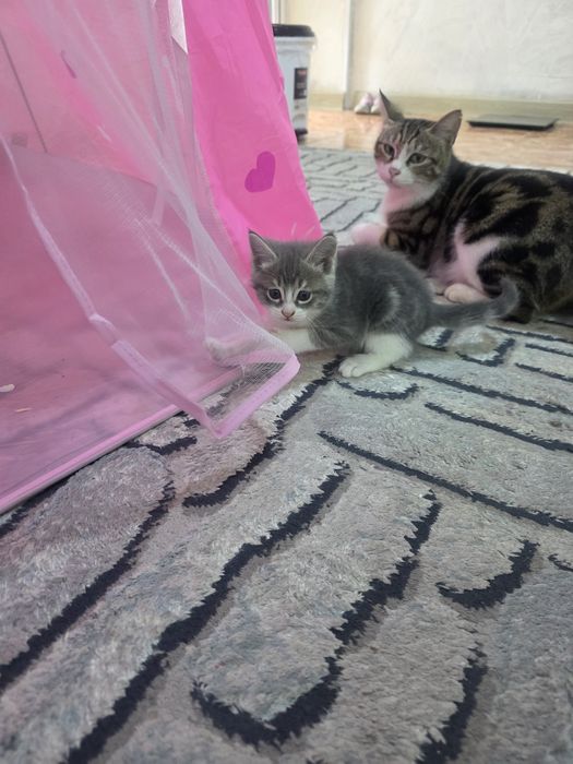 Продаются котята