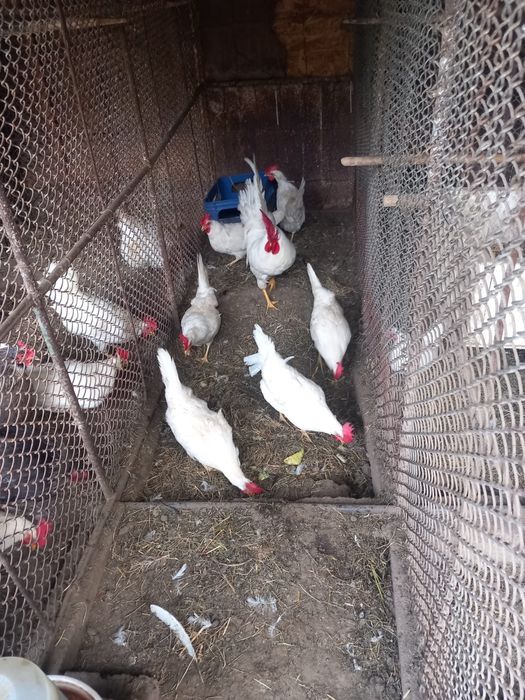 Vand gaini leghorn