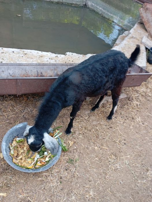 Продается нубийский козел