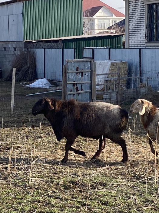 Кошкар 3х годовалый