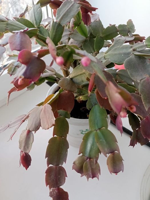 Комнатные цветы.