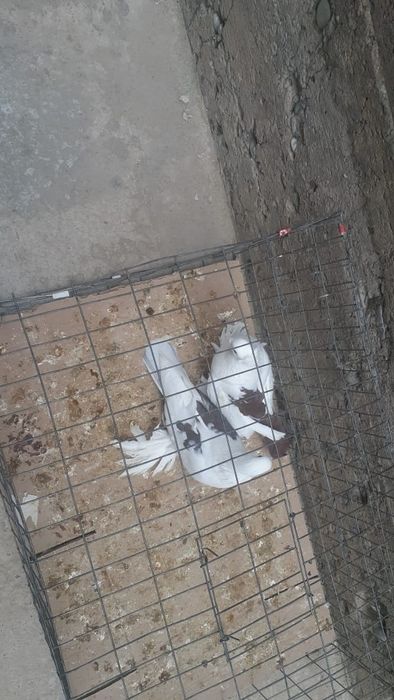 Голуби с/к персы