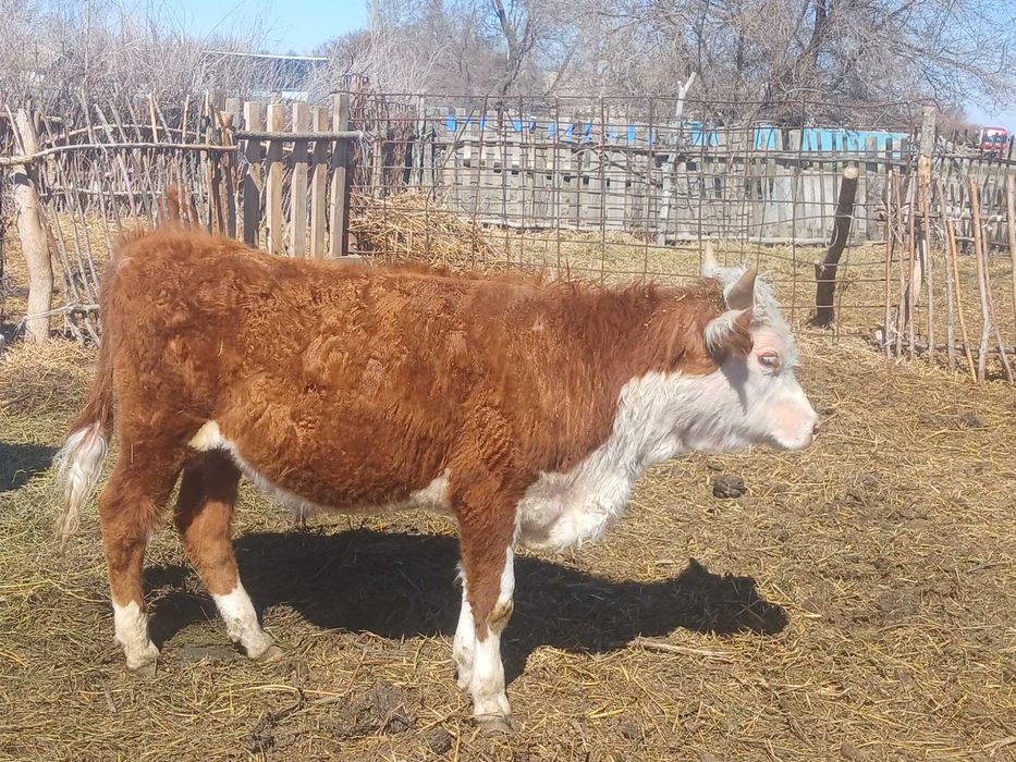 3 бас еркек тайыншалар сатылады