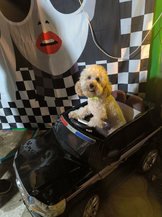 Вязка пуделя 1год 5 месяцев