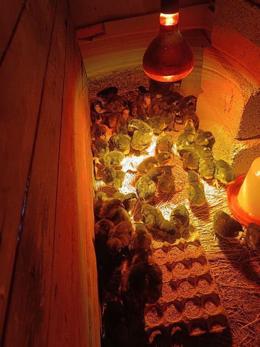 Балапан.Цеплята.