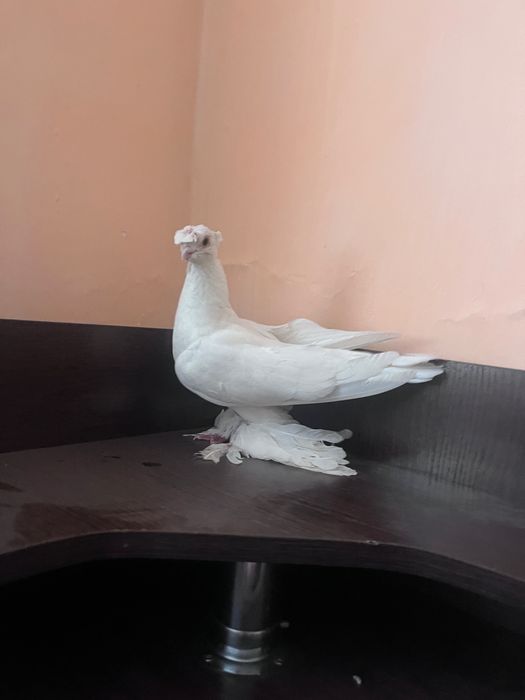 Продаёться голубь