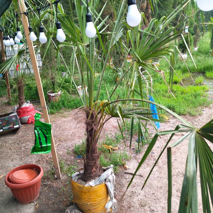 Пальма Пальма Пальма