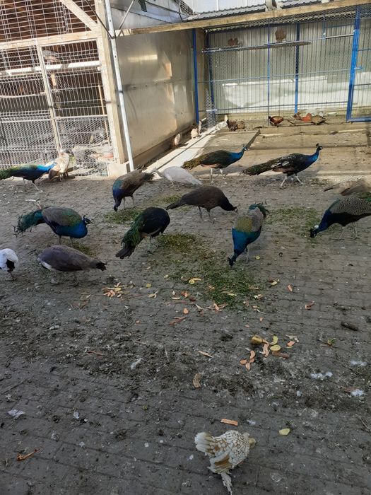 Vand pauni si fazani