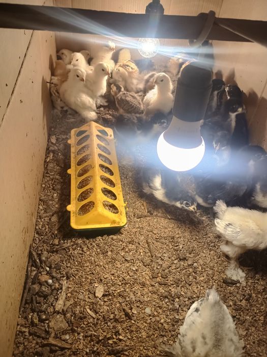 Puișori brahma herminat