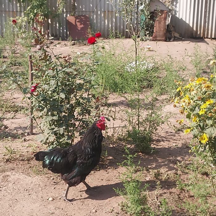 Петушок Австролорп