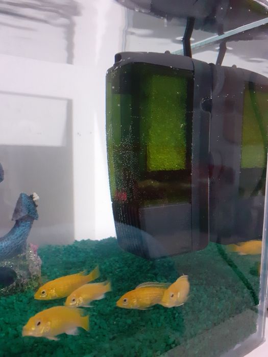 Set complet de acvariu cu pești