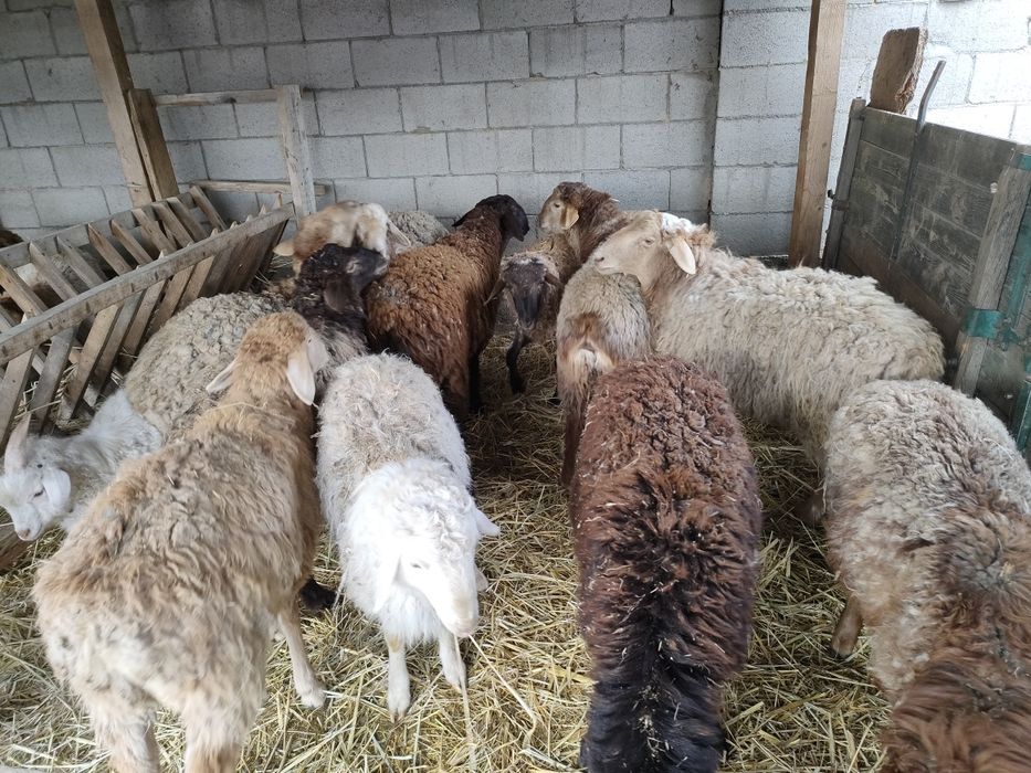 Еркек тоқтылар сатылады