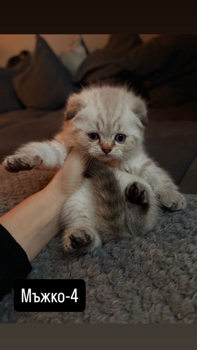 Британски котки